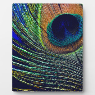 Plaque Photo Peacocok Feather