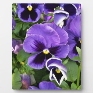 Plaque Photo pensées violettes