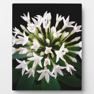 Plaque Photo Pentas blancs