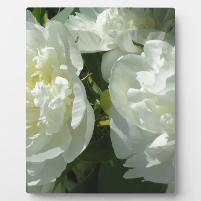 Plaque Photo Peonies blanches (Devant)