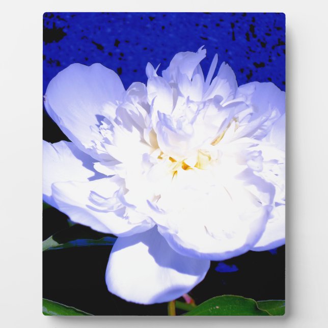 Plaque Photo Peony blanc et violet (Devant)