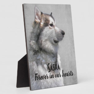 Plaque Photo Perte d'un Malamute d'Alaska