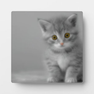 Plaque Photo Petit chaton doux