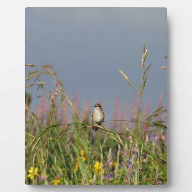 Plaque Photo Petit colibri gras (Devant)
