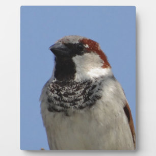 Plaque Photo Petit oiseau mignon