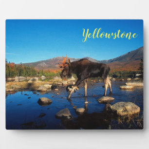 Plaque Photo Photo Plaque-Moose de Yellowstone