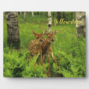 Plaque Photo Photo Plaque-Yellowstone Baby Deer