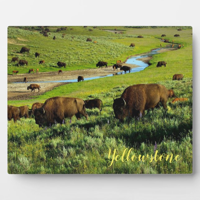Plaque Photo Photo Plaque-Yellowstone Buffalo (Devant)
