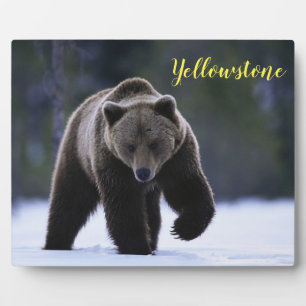 Plaque Photo Photo Plaque-Yellowstone Ours