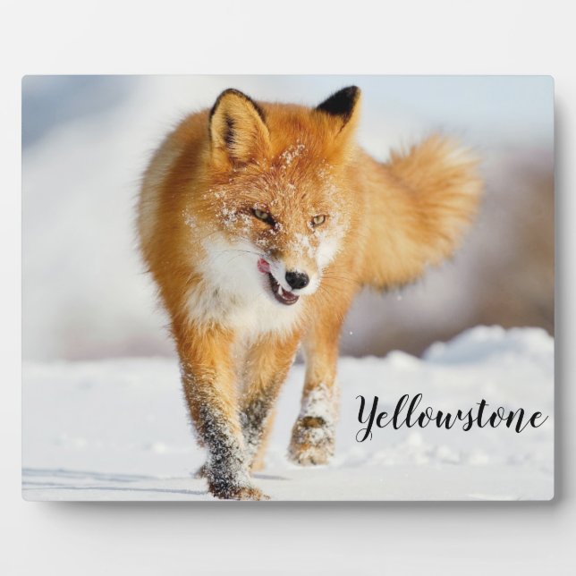 Plaque Photo Photo Plaque-Yellowstone Red Fox (Devant)