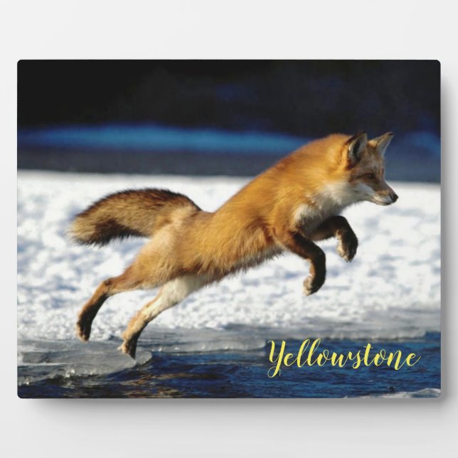 Plaque Photo Photo Plaque-Yellowstone Red Fox (Devant)