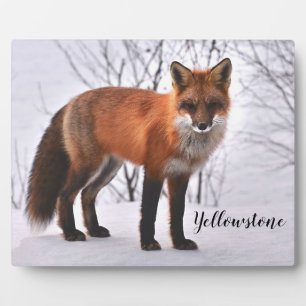 Plaque Photo Photo Plaque-Yellowstone Red Fox
