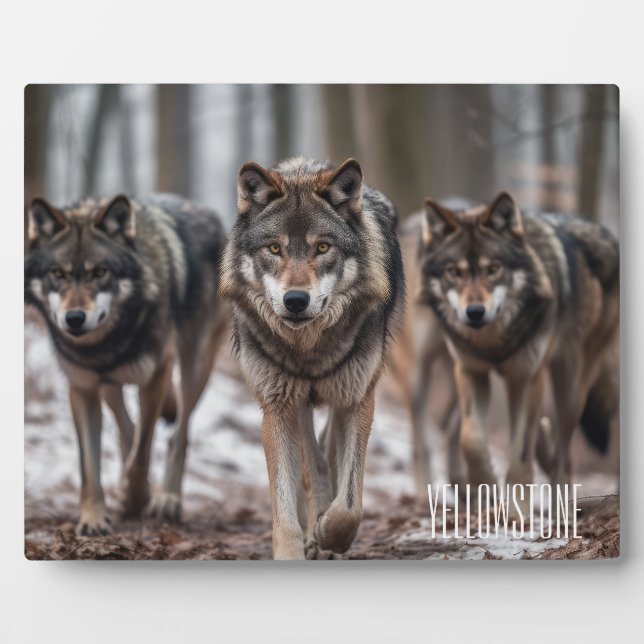 Plaque Photo Photo Plaque-Yellowstone Wolves (Devant)