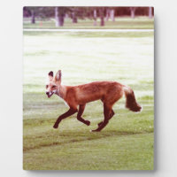 photographie de renard rouge courant