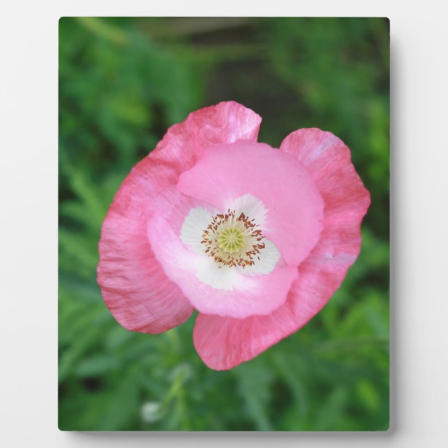 Plaque Photo Pink poppy (Devant)