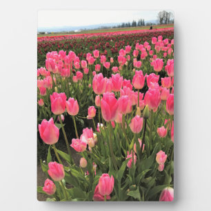 Plaque Photo Pink & Red Tulips à Field, Oregon