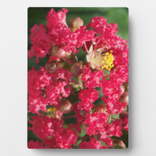 Plaque Photo Plack avec Easel La Fleur de Myrte de Crêpe Rouge