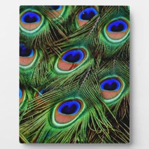 Plaque Photo Plumes de paon
