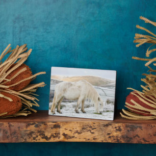 Plaque Photo Poney Fell blanc sur la lande en hiver