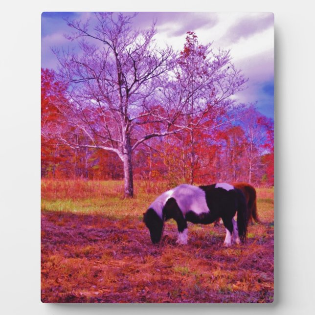 Plaque Photo PONY dans un champ de couleur PLANCHE (Devant)