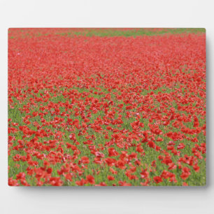 Plaque Photo Poppies - thousands!