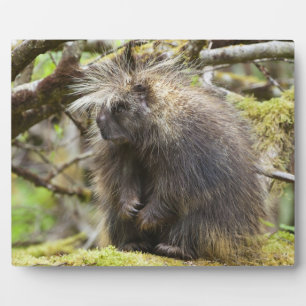 Plaque Photo Porcupine déterminé