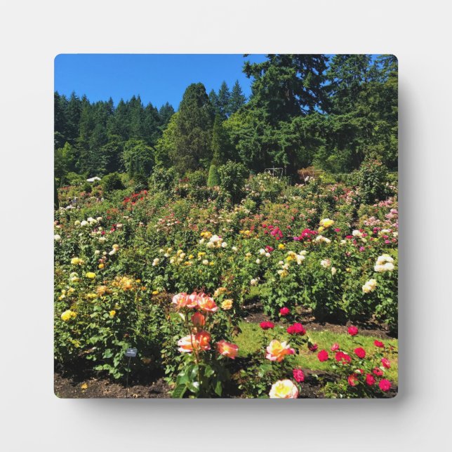 Plaque Photo Portland Rose Garden (Devant)