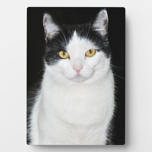 Plaque Photo Portrait de chat noir et blanc (Devant)