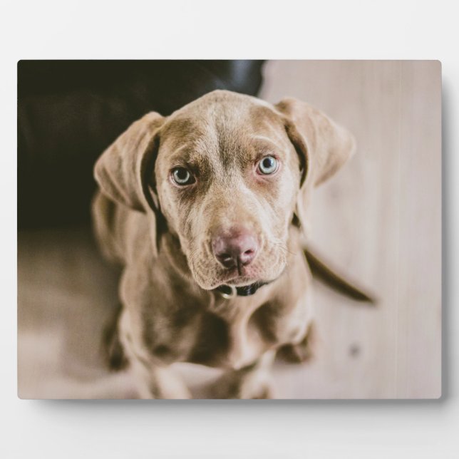 Plaque Photo Portrait de chien (Devant)
