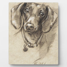 Portrait de Dachshund