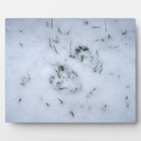 Posters de animaux dans la neige