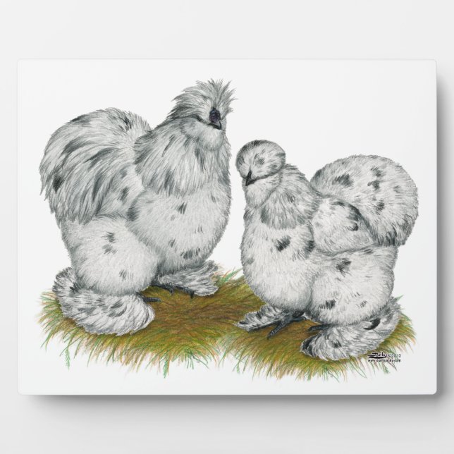 Plaque Photo Poulet à éclaboussures de Silkie Bantam (Devant)