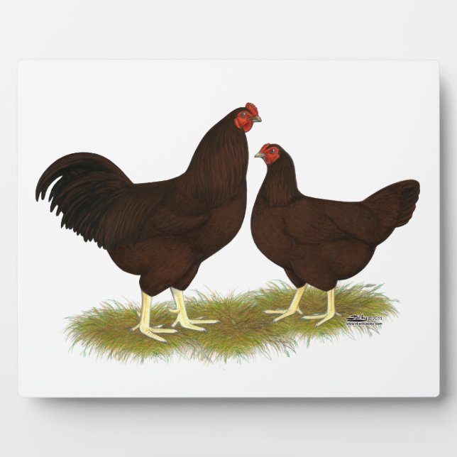 Plaque Photo Poulets de Buckeye (Devant)
