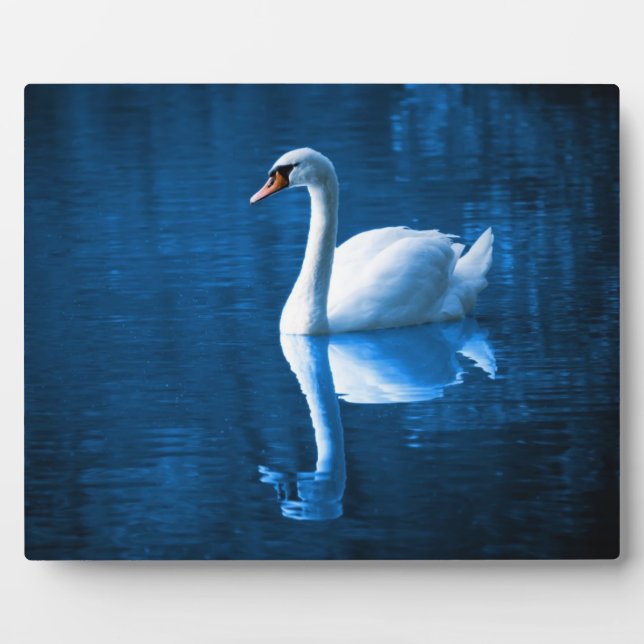 Plaque Photo Pretty white swan floating on blue lake (Devant)