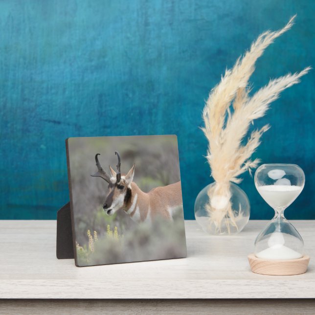 Plaque Photo Pronghorn Antelope Buck | Grand Tétons (Insitu)