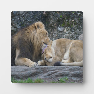 Plaque Photo Puissant amour Lion