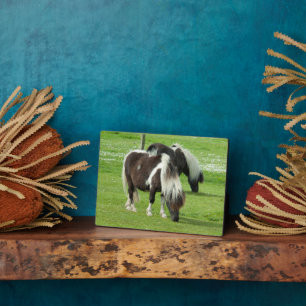 Plaque Photo Purebred Shetland Paint Ponies