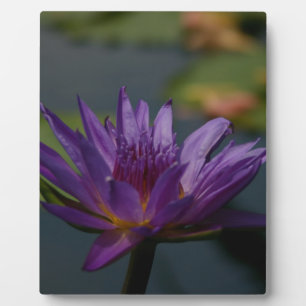 Plaque Photo Purple Waterlily