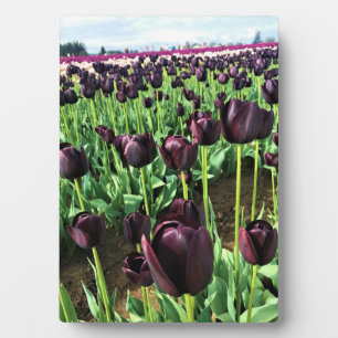 Plaque Photo Queen of the Night Tulips, Oregon
