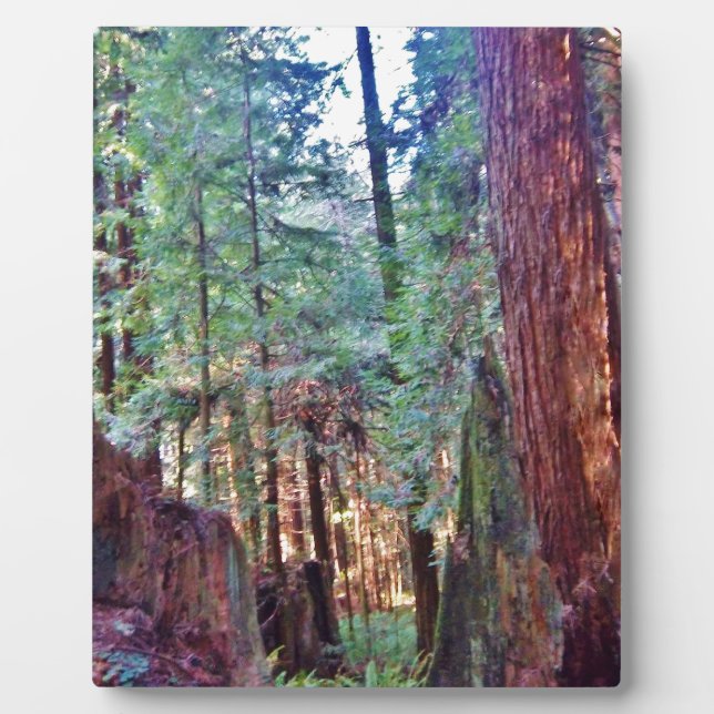 Plaque Photo Redwoods Series #2 : A travers les arbres (Devant)