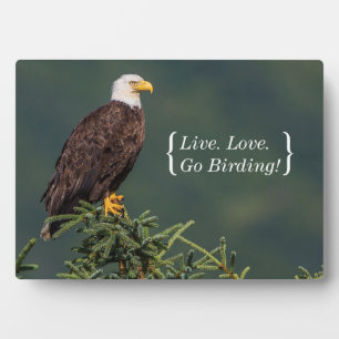 Plaque Photo Regal Bald Eagle