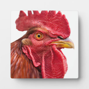 Plaque Photo Rooster Face