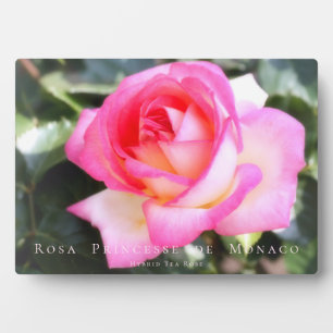 Plaque Photo Rosa Princesse de Monaco : Photo