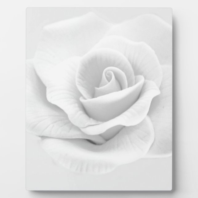 Plaque Photo Rose blanche (Devant)