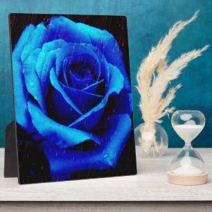 Plaque Photo Rose bleu spectaculaire