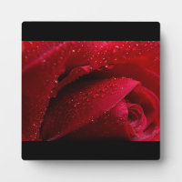 Rose de macro rouge avec gouttelettes d'eau