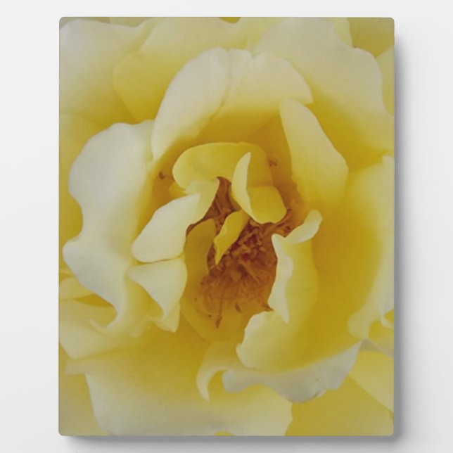 Plaque Photo Rose jaune (Devant)
