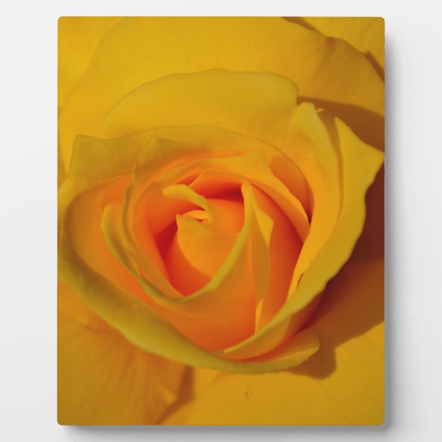 Plaque Photo Rose jaune élégante florale (Devant)