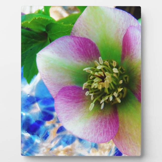 Plaque Photo Rose rose carême bleu boule de verre (Devant)