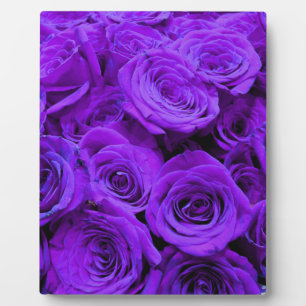 Plaque Photo roses violet romantique, joli bouquet de rose